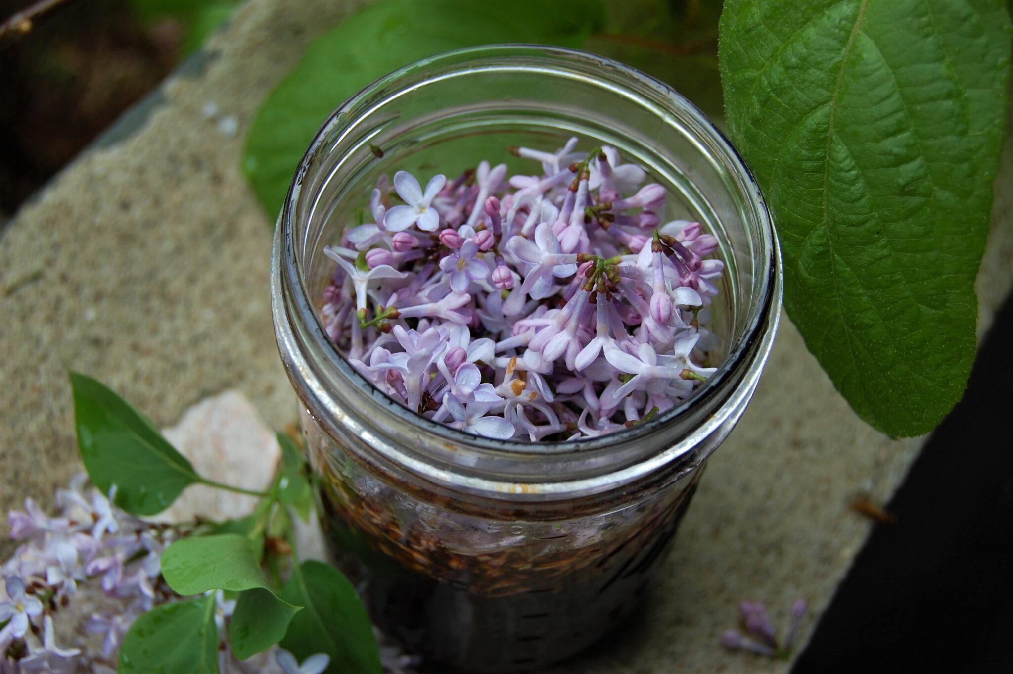 How to Make Lilacinfused Honey Home Grown Hand Gathered