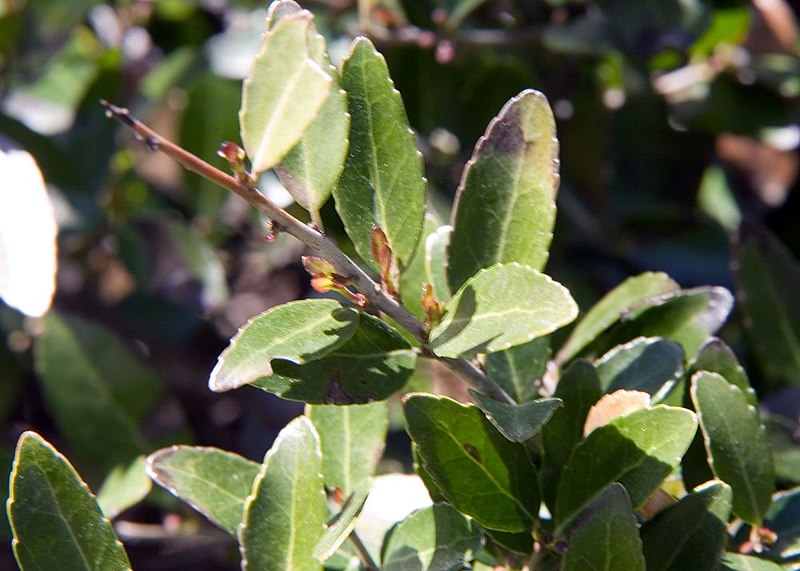 Yaupon Holly Tea- A Native Coffee Alternative