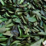 dried yaupon holly leave for making tea