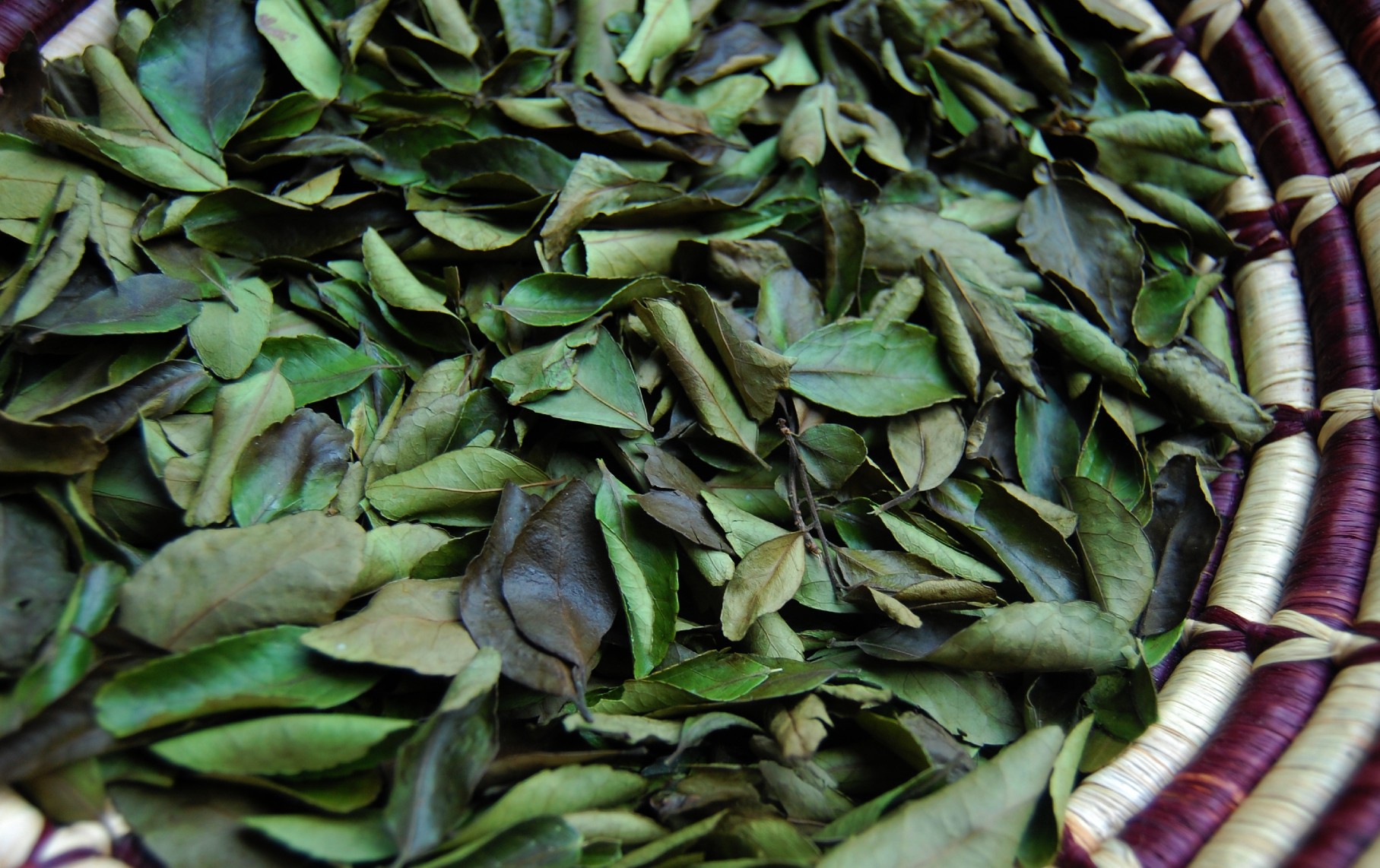 Yaupon Holly Tea A Native Coffee Alternative Home Grown Hand Gathered