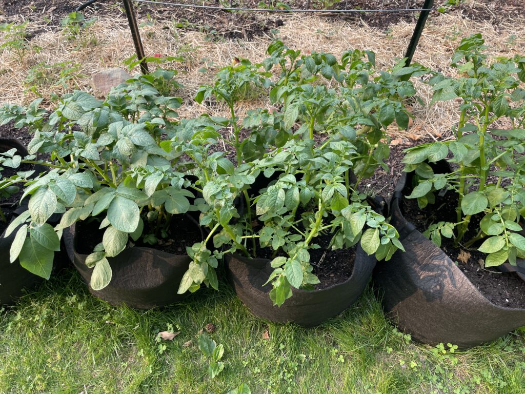 DIY Potato Grow Bag  Growing potatoes, Grow bags, Container gardening