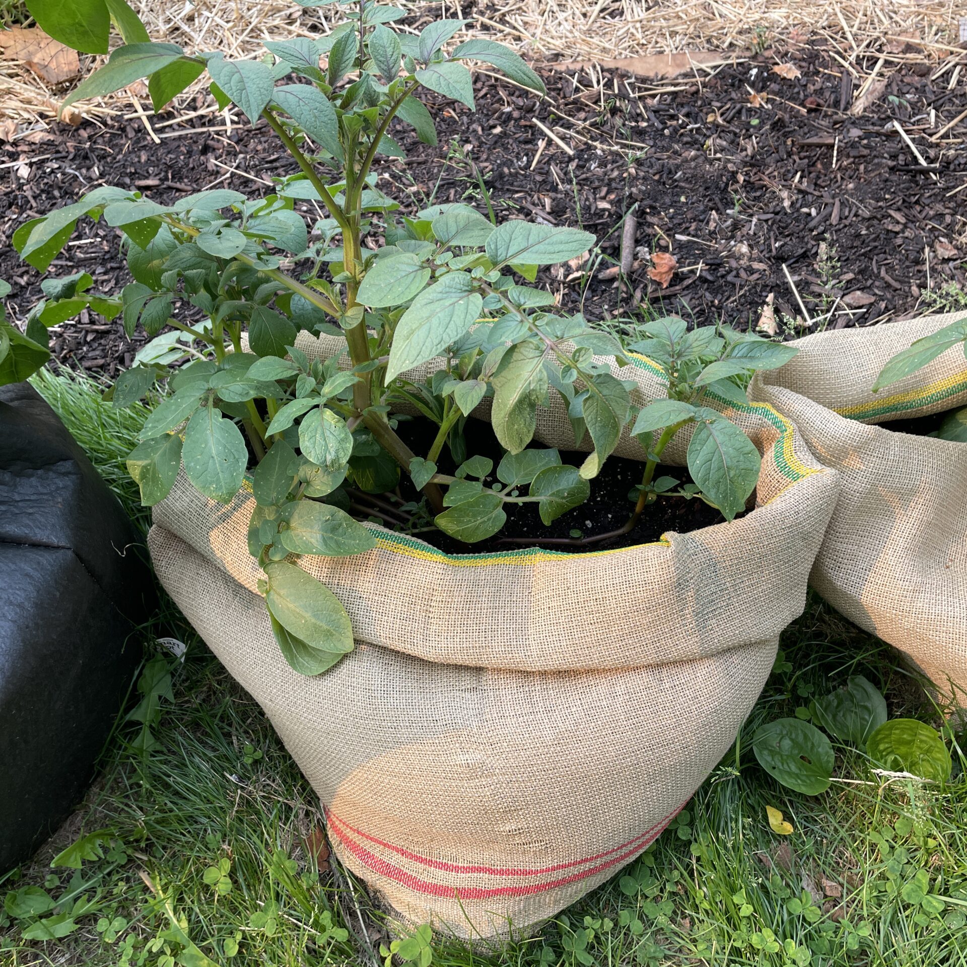 antique brass pots for plants Planter Online