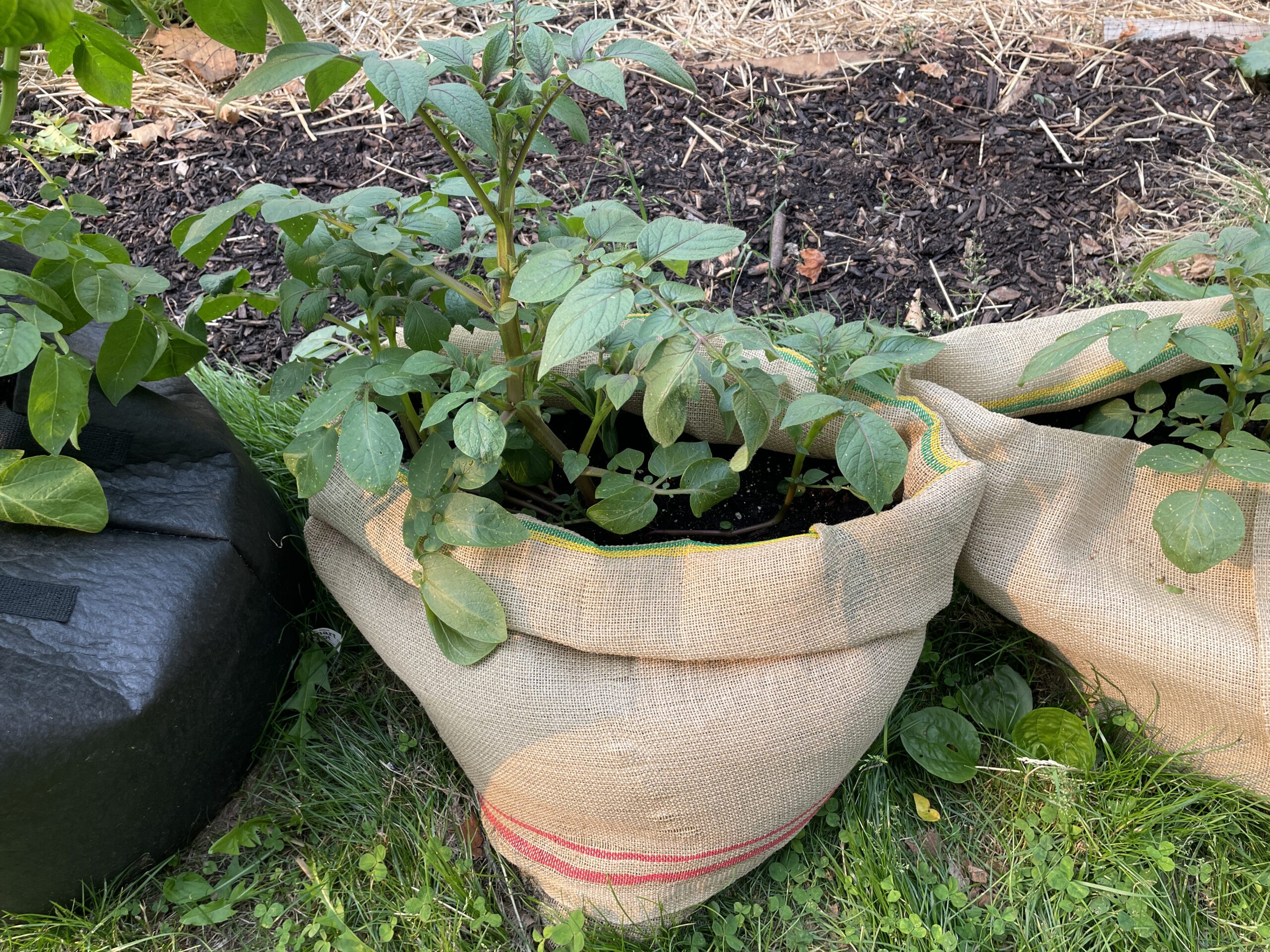Gardener's Best Potato Grow Bag - Black : Target