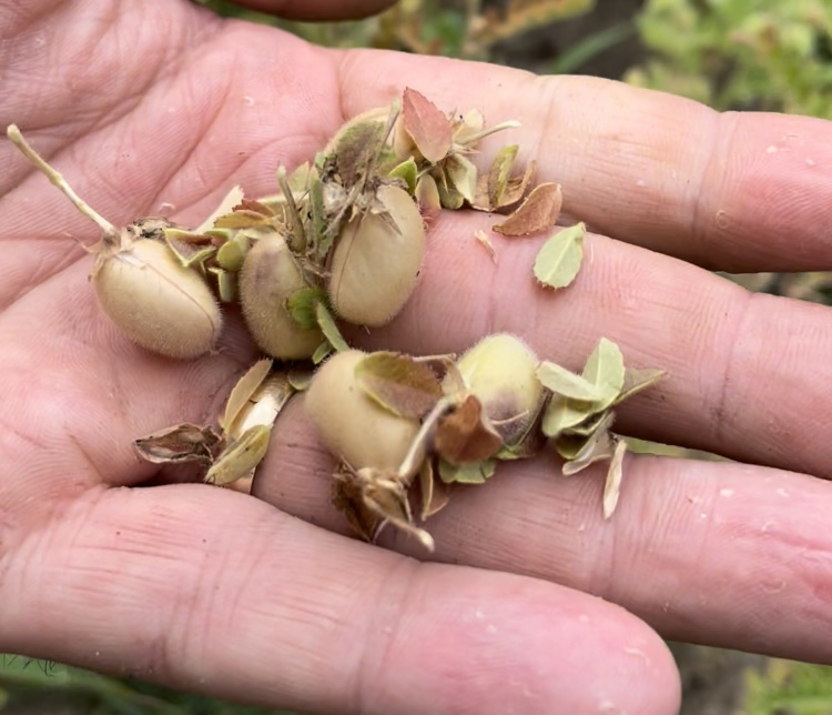 handful of chickpeas