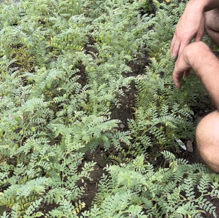 patch of chickpeas