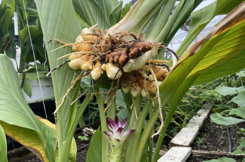 Fresh turmeric root and a turmeric flower